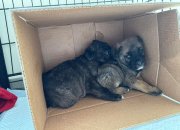 Днес е Световен ден на бездомните животни, напомнят от Сдружение “На Ти с природата“