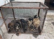 Днес е Световен ден на бездомните животни, напомнят от Сдружение “На Ти с природата“