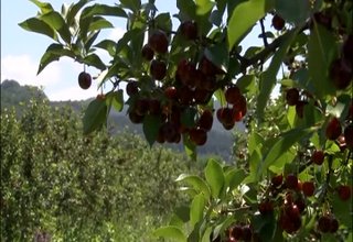 От понеделник започва брането на вишни Скрийншот