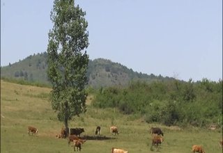 Чакали нападат селскостопански животни –оплакват се все повече собственици на ферми в региона Скрийншот