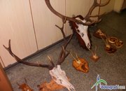 Местните криминалисти разкриха кражба на голямо количество ловни трофеи