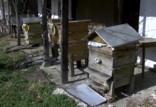 От днес Българската агенция по безопасност на храните започва проверки на пчелните семейства в цяла България Скрийншот