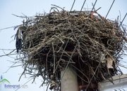 Пожарникари свалиха умряло щъркелче от гнездо