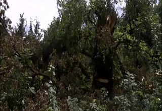 Едно от вековните дървета в парка на бившата казарма, е повалено от буря Скрийншот