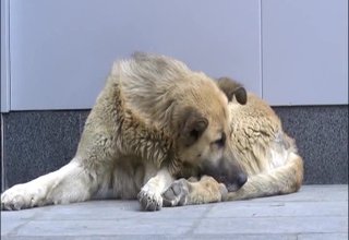 Фондация Четири лапи ще преброи и ще се погрижи за безомните кучета в Ботевград Скрийншот
