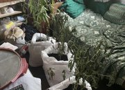 Служители на ОДМВР-София иззеха множество канабисови растения при полицейска акция във Врачеш