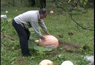Тиквите, отглеждани от Йордан Петков са се превърнали в своеобразна атракция в Трудовец Скрийншот