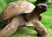 178 - годишна костенурка е най-старото животно на Земята
