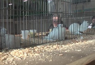 За трета поредна година Ботевград бе домакин на голяма изложба на гълъби Скрийншот