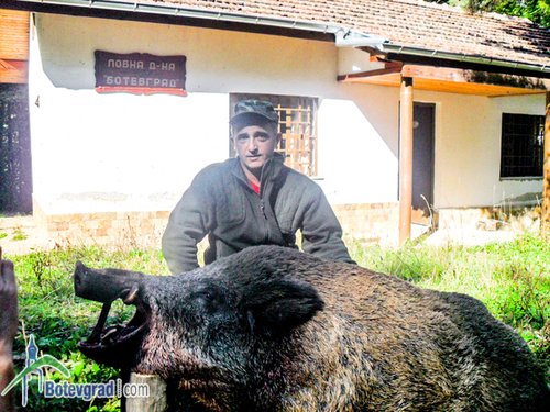 200-килограмов глиган отстреля Тихомир Петков от Ловна дружина "Ботевград"