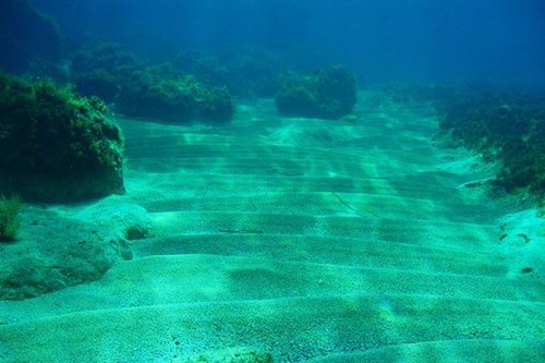 Риби роботи ще откриват замърсявания във водата