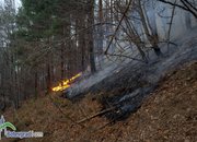 Гори гората над Стубеля!