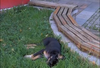 Трови ли някой бездомните кучета в центъра на града Скрийншот