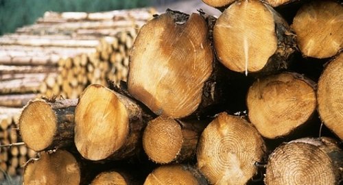 Ирена Петкова проверява  сечта в Краево