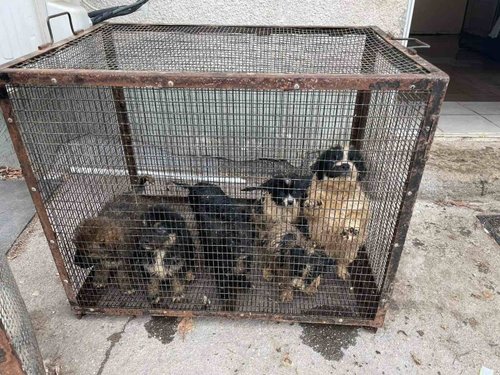 Днес е Световен ден на бездомните животни, напомнят от Сдружение “На Ти с природата“