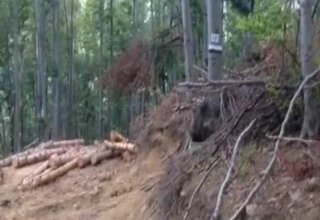 Искането на сдружение "За Ботевград" за мораториум на износа на дървесина е подкрепено от три парламентарни групи Скрийншот