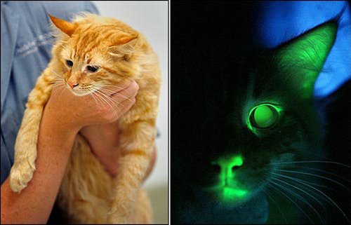 Учени създадоха светеща котка