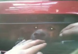 Вижте какво вадят от бронята на кола!!! Скрийншот