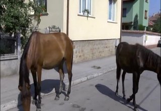 Безстопанствени коне по улиците на Ботевград Скрийншот