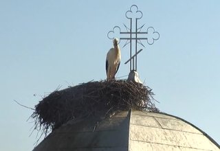Щъркелите дойдоха в Ботевград Скрийншот
