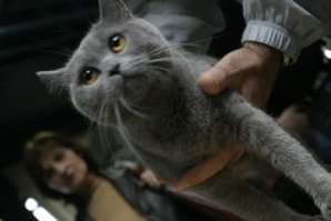 Оперират котка с пет лапи