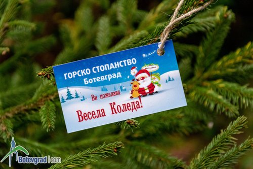 Живи елхи на цена 24 и 36 лева продават в Горското