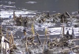 22-март в Ботевград ще бъде отбелязан като Ден на Жабешкото блато Скрийншот