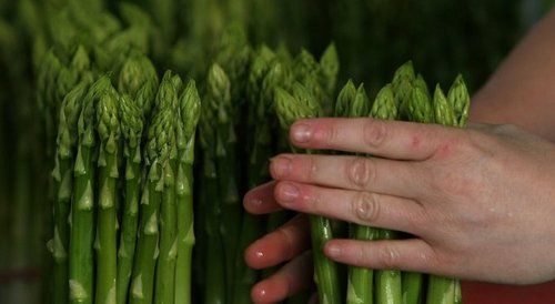 Търсят 200 берачи на аспержи за Англия