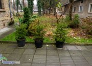 Живи елхи на цена 24 и 36 лева продават в Горското