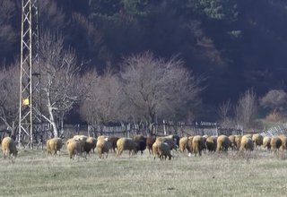 Нов вид телефонни измами са засечени от началото на година Скрийншот