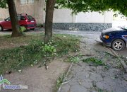 Продължават наглите набези над липите в Ботевград