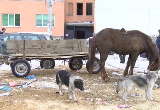 Всички каруци, които се движат в Ботевград и селата, трябва да имат номера и да бъдат регистрирани в общината Скрийншот
