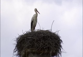 Щъркелите вече са тук Скрийншот