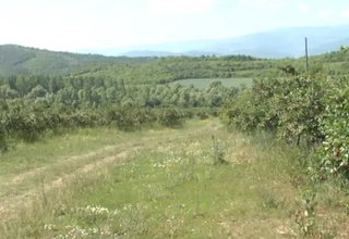 До края на тази седмица ще започне брането на вишните Скрийншот