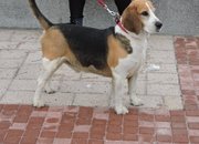 Бог Сабазий благослови етрополци и техните гости за празника