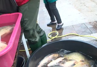 На утрешния Никулден, както повелява традицията, мнозина ще сложат на трапезата си шаран Скрийншот