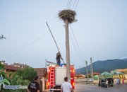 Пожарникари свалиха умряло щъркелче от гнездо