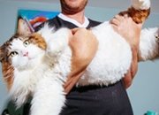 Самсон е най-голямата котка в света