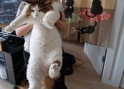 Самсон е най-голямата котка в света