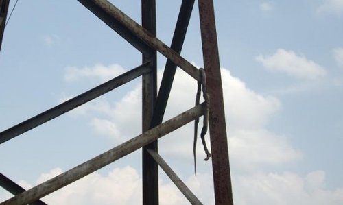 Змия остави без ток за близо 40 минути населението край Ботевград.  