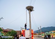 Пожарникари свалиха умряло щъркелче от гнездо