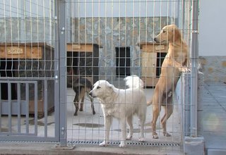 Общинският приют за безстопанствени животни стартира кампания за осиновяване на кучета Скрийншот