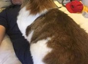 Самсон е най-голямата котка в света
