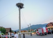 Пожарникари свалиха умряло щъркелче от гнездо