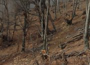 Мартин Тинчев: Директорът на Горското предложи да наемем хеликоптер, за да проверим състоянието на гората в Краево