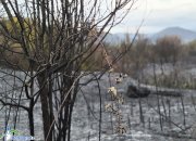 Пожарът, който обгази Ботевград, е ликвидиран. Подозират умишлен палеж