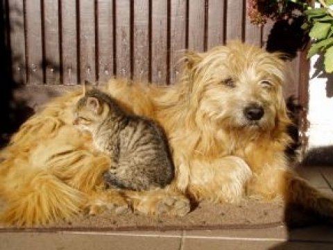 Домашните животни превръщат домовете ни в тоалетна