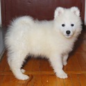 Продавам самоед
