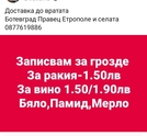 Грозде за вино и ракия цена 1.50/1.90 лв