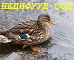 „Недифууд” ООД